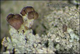 Attēlu rezultāti vaicājumam “Cladonia parasitica”