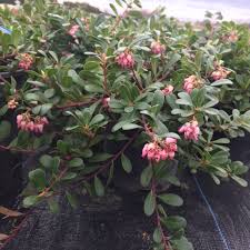Attēlu rezultāti vaicājumam “Arctostaphylos uva-ursi”