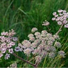 Attēlu rezultāti vaicājumam “Angelica sylvestris flower”