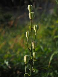 Attēlu rezultāti vaicājumam “Lilium martagon bud”