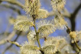 Attēlu rezultāti vaicājumam “Salix caprea male flower”