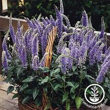 Attēlu rezultāti vaicājumam “Veronica longifolia bud”