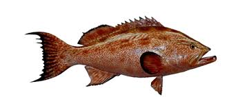 Image result for Mycteroperca phenax