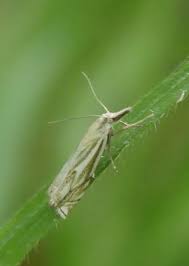 Attēlu rezultāti vaicājumam “Crambus pratella”