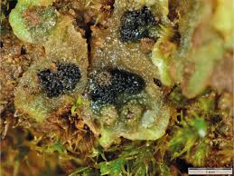 Attēlu rezultāti vaicājumam “Riccia sorocarpa macro”