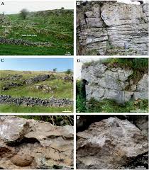 Attēlu rezultāti vaicājumam “Reticularia lobata young”