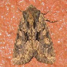 Attēlu rezultāti vaicājumam “Mniotype satura”