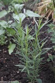 Image result for Artemisia dracunculus