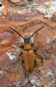 Attēlu rezultāti vaicājumam “Leptura rubra”