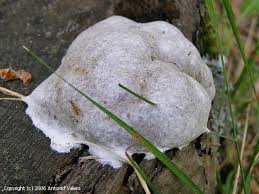 Attēlu rezultāti vaicājumam “Reticularia lycoperdon”