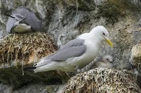 Attēlu rezultāti vaicājumam “Rissa tridactyla nest”