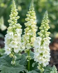 Attēlu rezultāti vaicājumam “Sinapis alba flower”