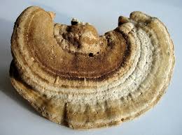 Attēlu rezultāti vaicājumam “Trametes”