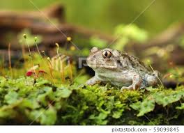 Attēlu rezultāti vaicājumam “Pelobates fuscus”