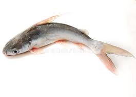 Image result for Bagre marinus