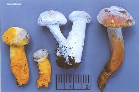 Attēlu rezultāti vaicājumam “Hypomyces chrysospermus”