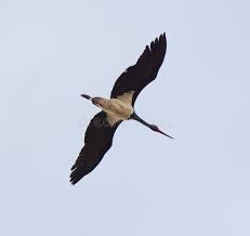 Attēlu rezultāti vaicājumam “Ciconia nigra adult”