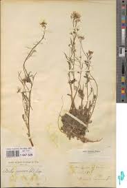 Attēlu rezultāti vaicājumam “Cardaminopsis arenosa”