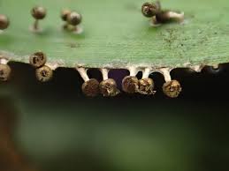 Attēlu rezultāti vaicājumam “Diachea subsessilis”