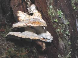 Attēlu rezultāti vaicājumam “Postia guttulata”