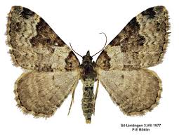 Attēlu rezultāti vaicājumam “Xanthorhoe fluctuata”