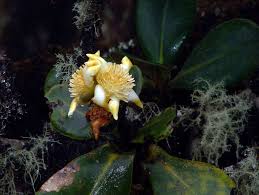 Attēlu rezultāti vaicājumam “Clusiaceae”