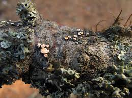 Attēlu rezultāti vaicājumam “Lachnellula willkommii”