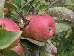 Attēlu rezultāti vaicājumam “Carlina biebersteinii fruit”