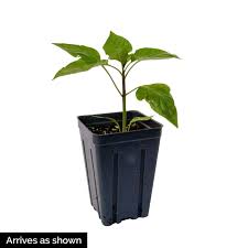 Afbeeldingsresultaat voor cayenne blend hot pepper