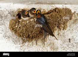 Attēlu rezultāti vaicājumam “Hirundo rustica nest”