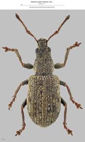 Attēlu rezultāti vaicājumam “Polydrusus tereticollis”