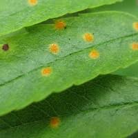 Attēlu rezultāti vaicājumam “Ochropsora ariae”