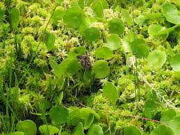 Attēlu rezultāti vaicājumam “Hydrocotyle vulgaris”