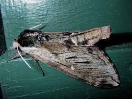 Attēlu rezultāti vaicājumam “Pohlia sphagnicola”