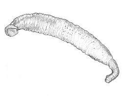 Attēlu rezultāti vaicājumam “Hirudinea”