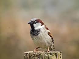 Attēlu rezultāti vaicājumam “Passer domesticus male”
