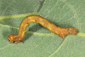 Attēlu rezultāti vaicājumam “Agriopis marginaria”