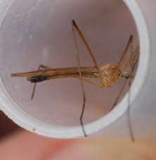 Attēlu rezultāti vaicājumam “Cribraria ferruginea”