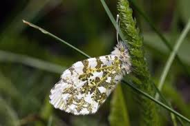 Attēlu rezultāti vaicājumam “Anthocharis cardamines underside”