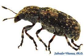 Attēlu rezultāti vaicājumam “Anthribidae”