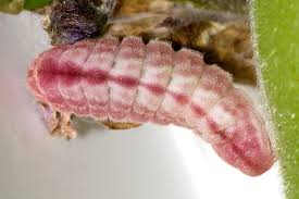 Attēlu rezultāti vaicājumam “Celastrina argiolus female”