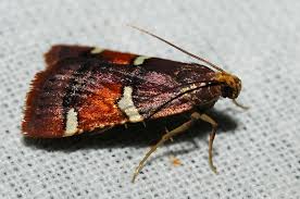 Attēlu rezultāti vaicājumam “Pyralis regalis”