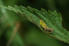 Attēlu rezultāti vaicājumam “Tettigoniodea”