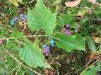 <b>Vitaceae</b> Ampelopsis cordata