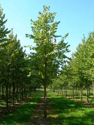 Attēlu rezultāti vaicājumam “Corylus colurna”