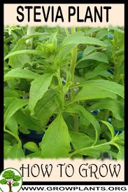 Image result for Stevia rebaudiana