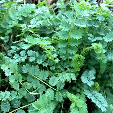 Image result for Sanguisorba minor