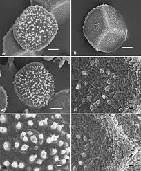 Attēlu rezultāti vaicājumam “Phaeoceros laevis subsp. carolinianus”