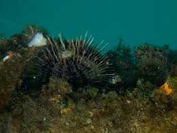 Image result for Strongylocentrotus droebachiensis