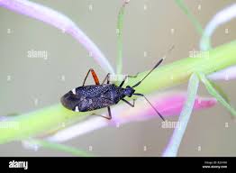 Attēlu rezultāti vaicājumam “Closterotomus biclavatus nymph”